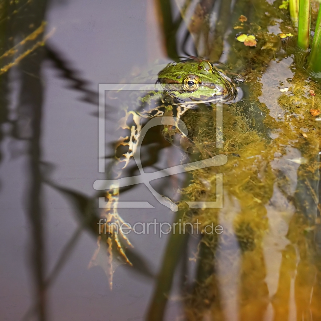 Bild-Nr.: 11534382 Relaxing frog erstellt von youhaveadream