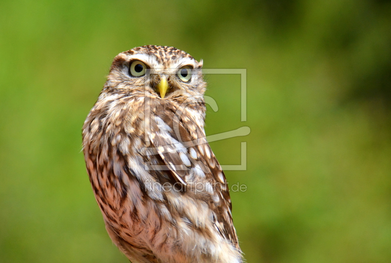 Bild-Nr.: 11534472 Käuzchen Bild-Nr.: 11534472 Käuzchen erstellt von GUGIGEI