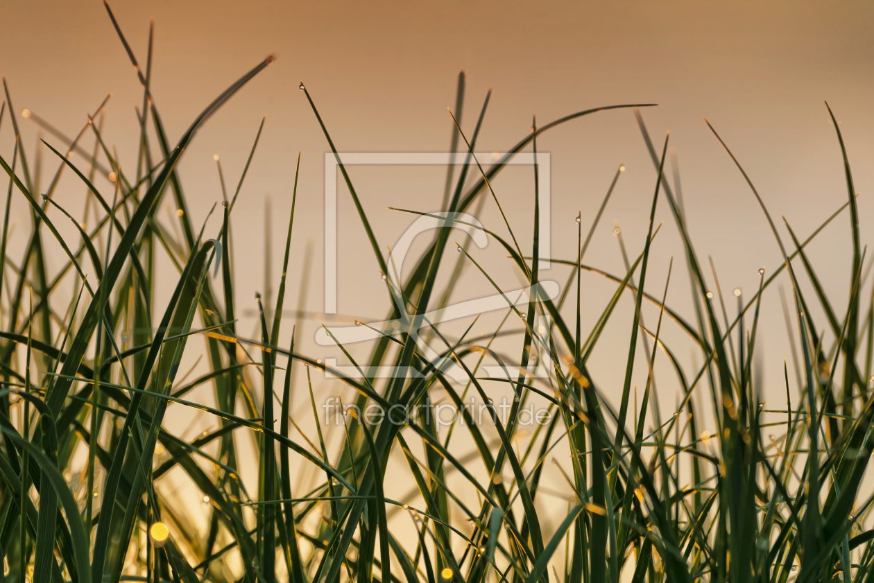 Bild-Nr.: 11536106 Mit Tau benetzte Dünengräser im Morgenlicht erstellt von ReichderNatur