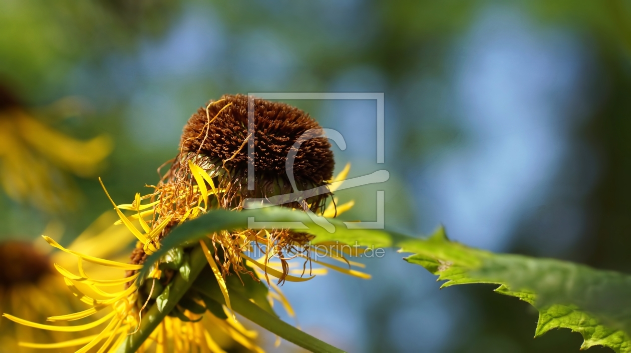 Bild-Nr.: 11536668 Sommerblüte erstellt von youhaveadream