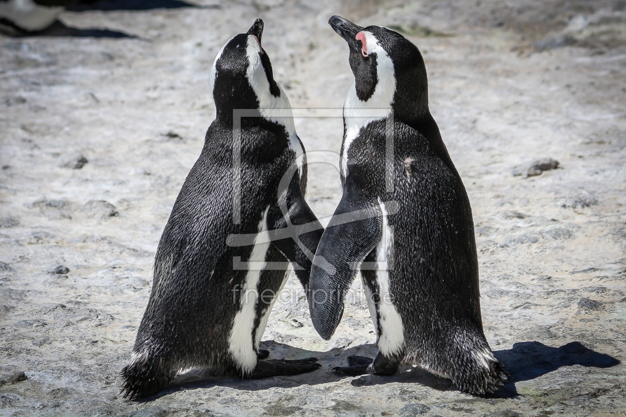 Bild-Nr.: 11537280 Pinguine erstellt von memphis-flyer