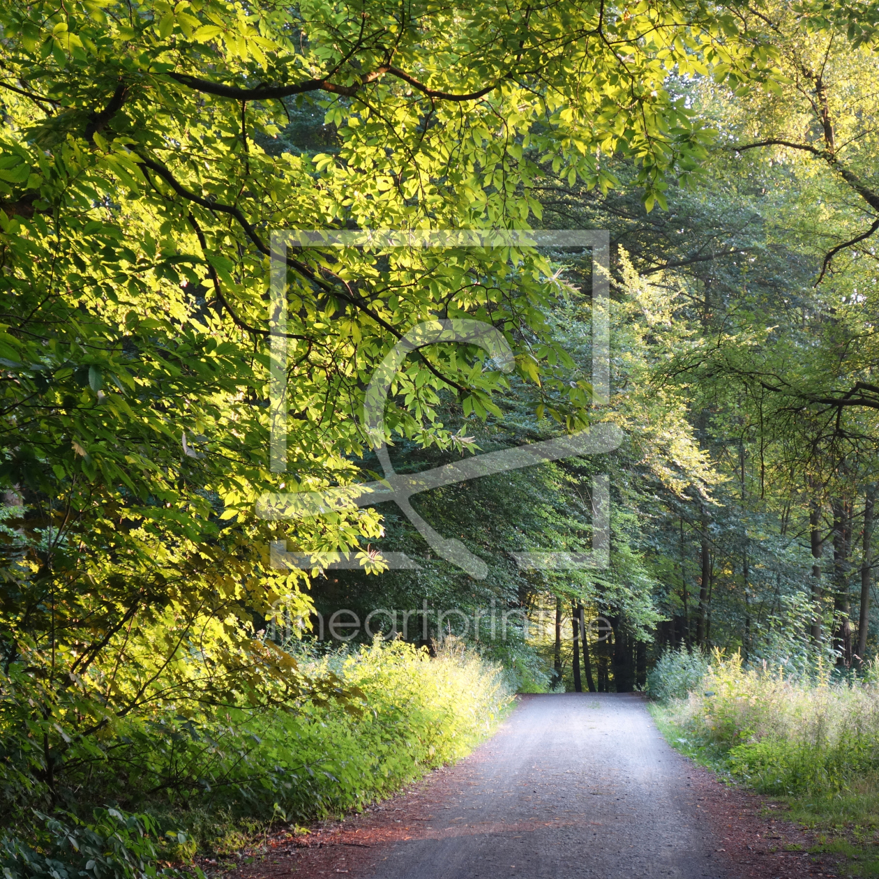Bild-Nr.: 11537312 Sommerwald erstellt von LiaF