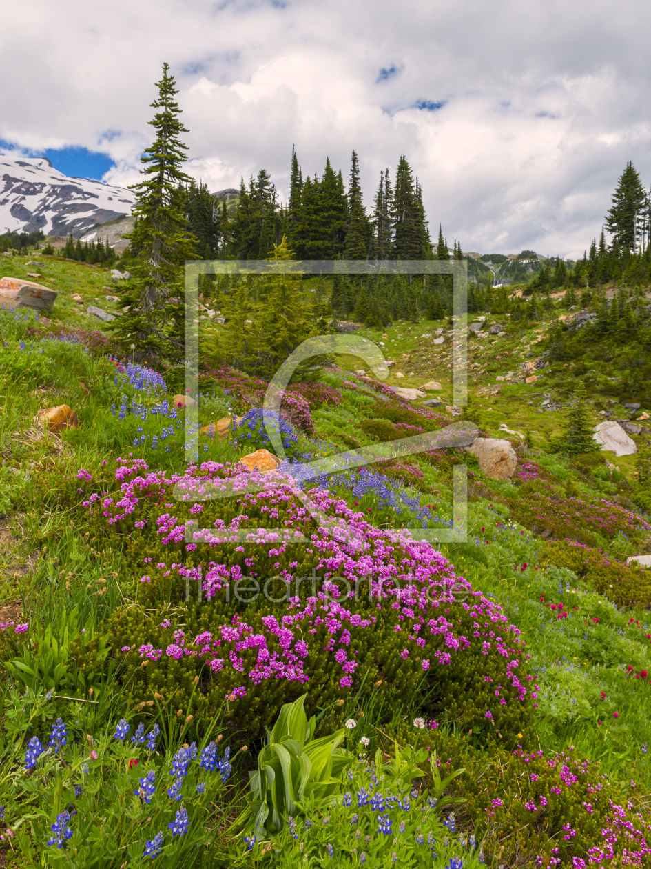 Bild-Nr.: 11538444 Mount Rainier erstellt von DenisFeiner