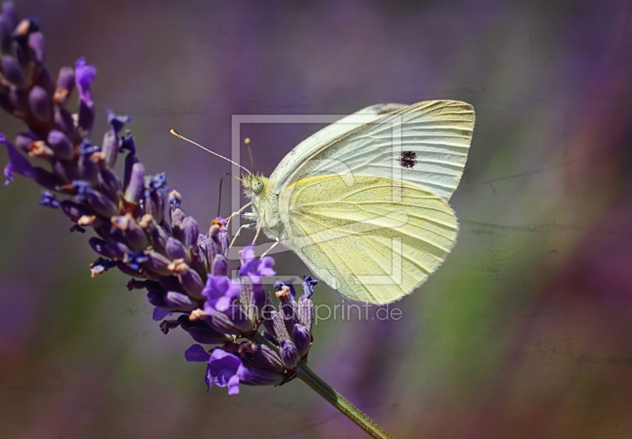 Bild-Nr.: 11538466 Butterfly erstellt von youhaveadream