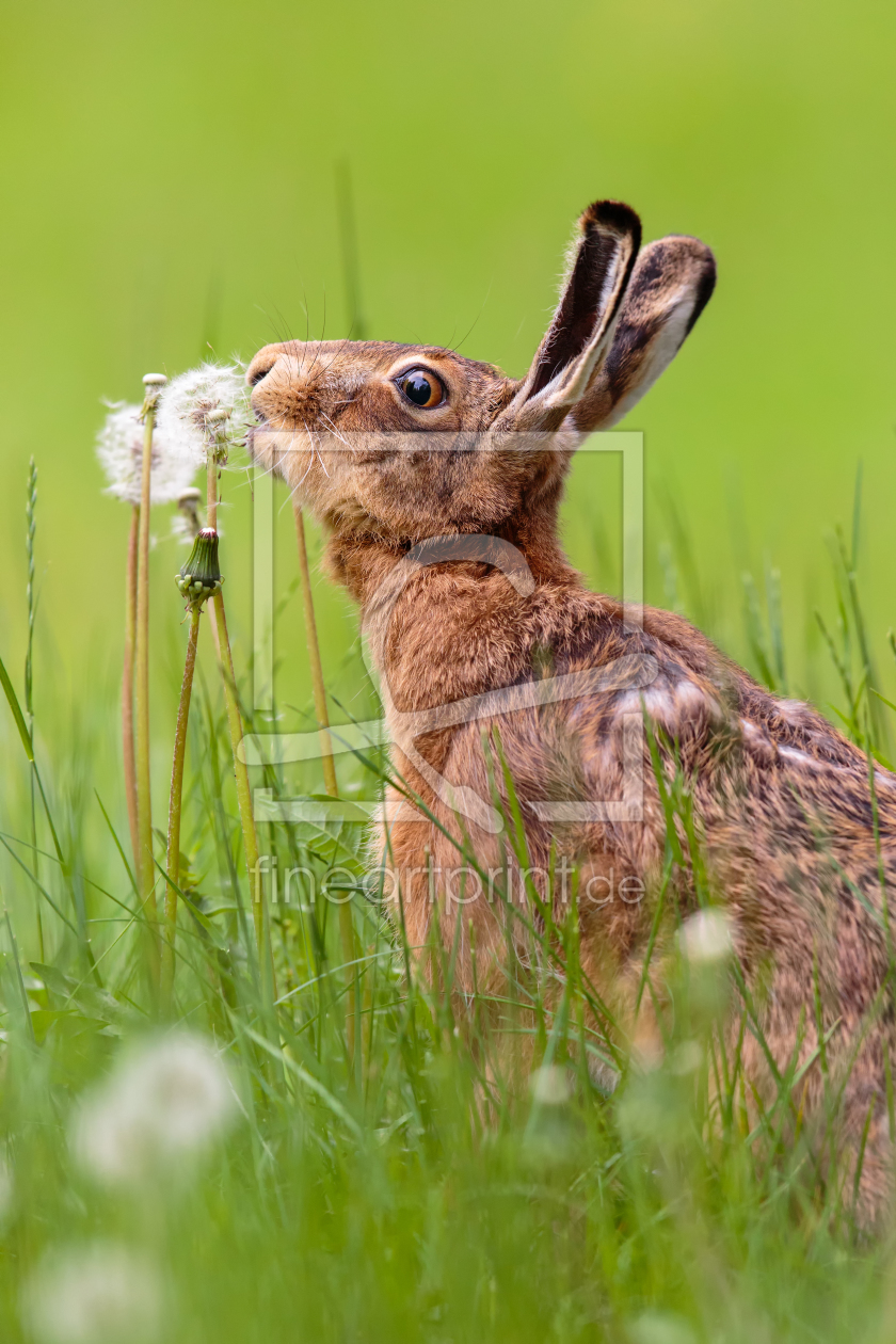 Bild-Nr.: 11538900 Knutsch die Pusteblume erstellt von Daniela Beyer