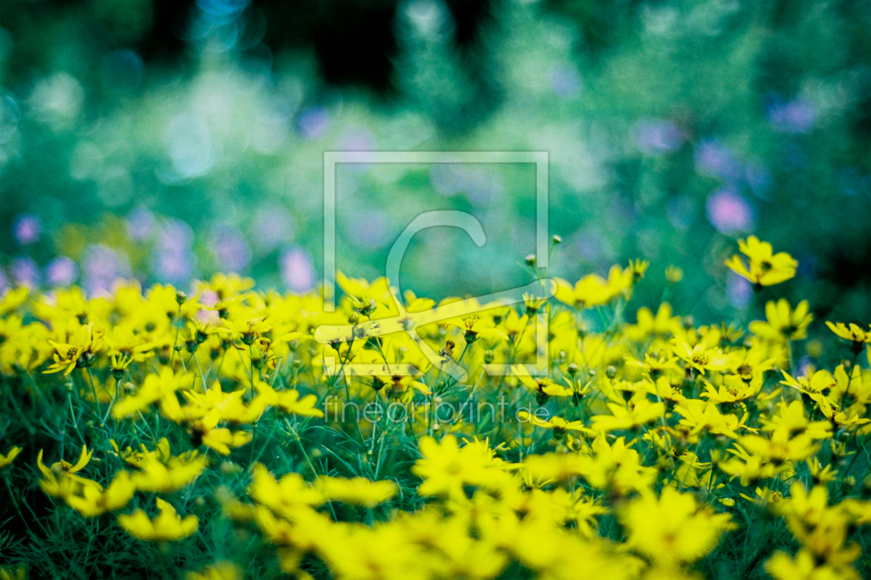 Bild-Nr.: 11539034 analog Foto Blumenwiese erstellt von Schoenfisch