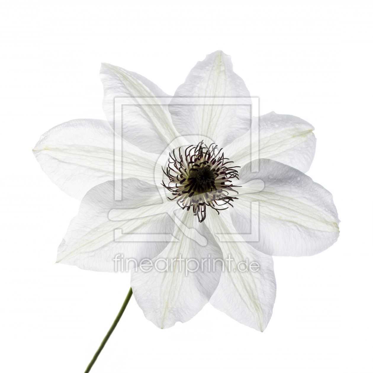 Bild-Nr.: 11539084 Clematis Miss Bateman erstellt von MarioHoffmann