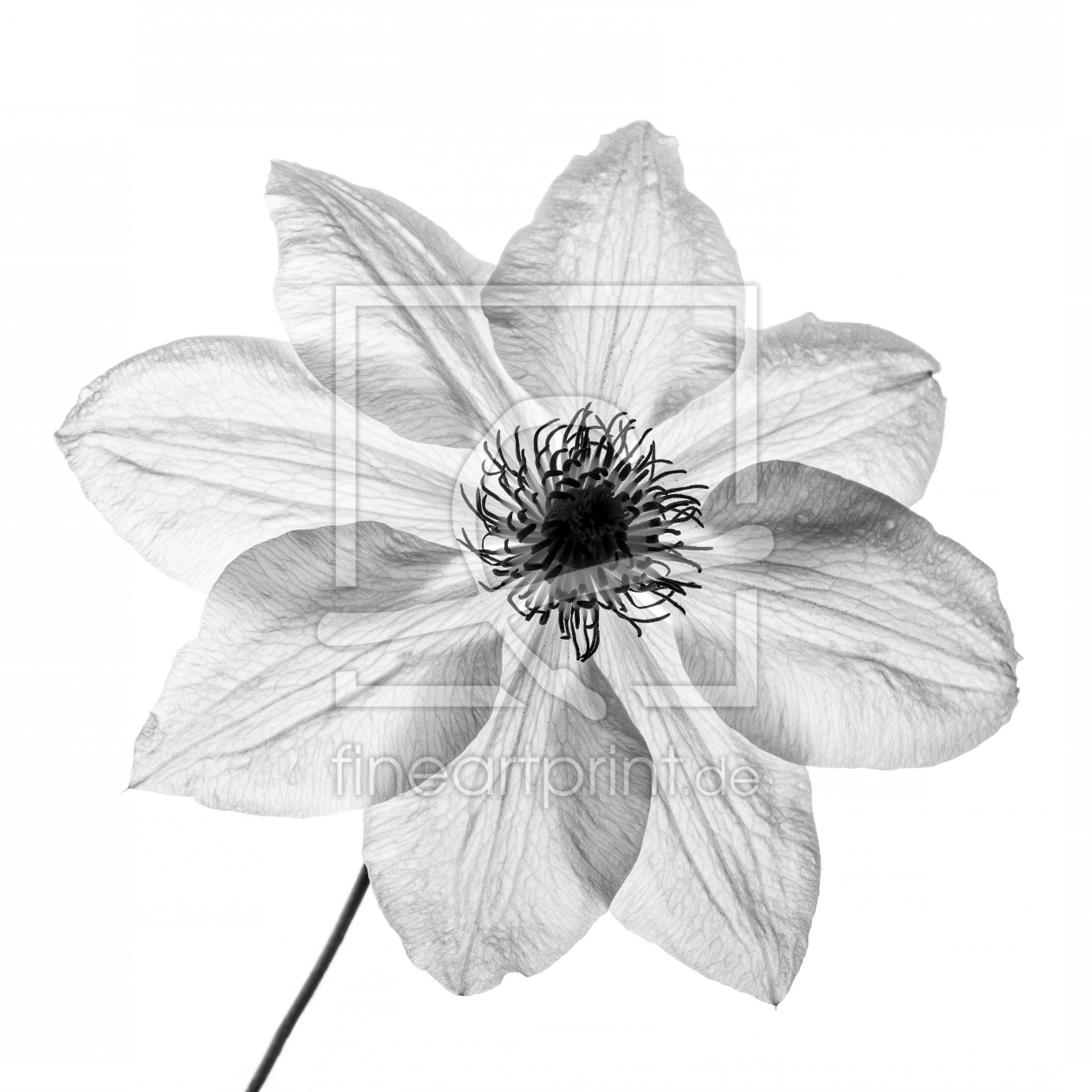 Bild-Nr.: 11539088 Clematis Miss Bateman SW erstellt von MarioHoffmann
