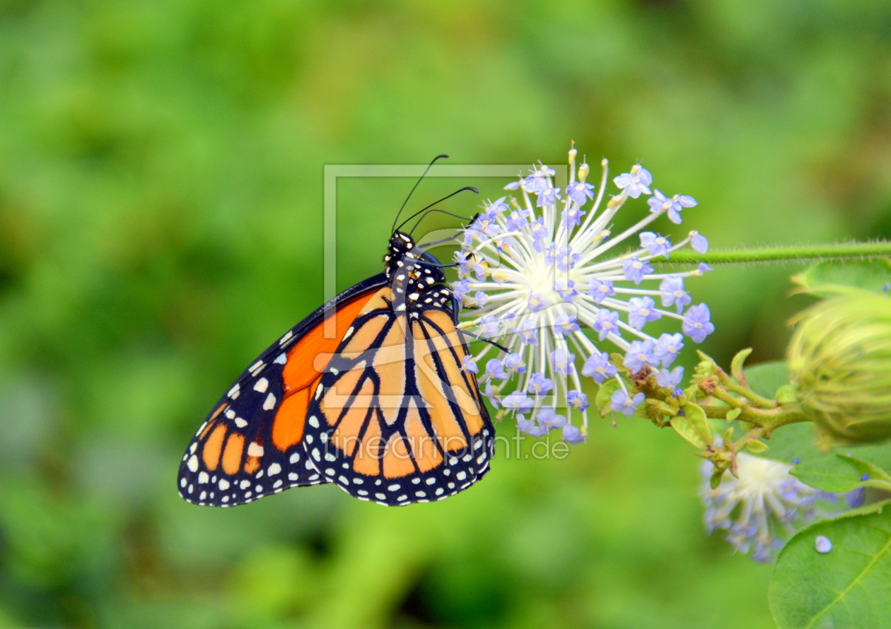 Bild-Nr.: 11539108 Der Monarch erstellt von GUGIGEI