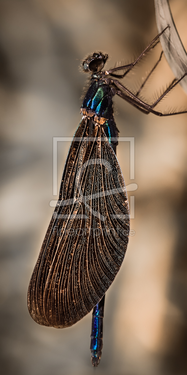 Bild-Nr.: 11539412 Prachtlibelle Calopteryx virgo erstellt von Richard-Young