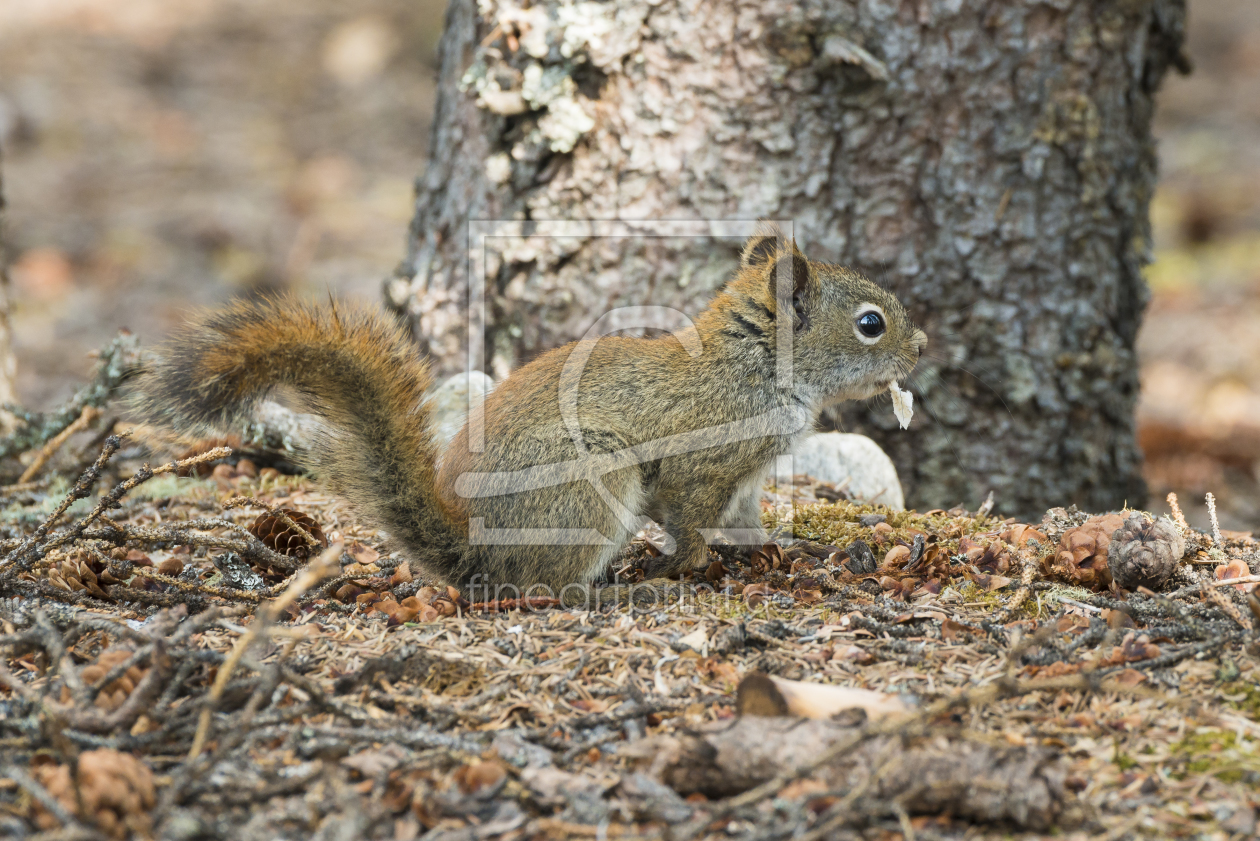 Bild-Nr.: 11539604 Squirlie erstellt von DenisFeiner