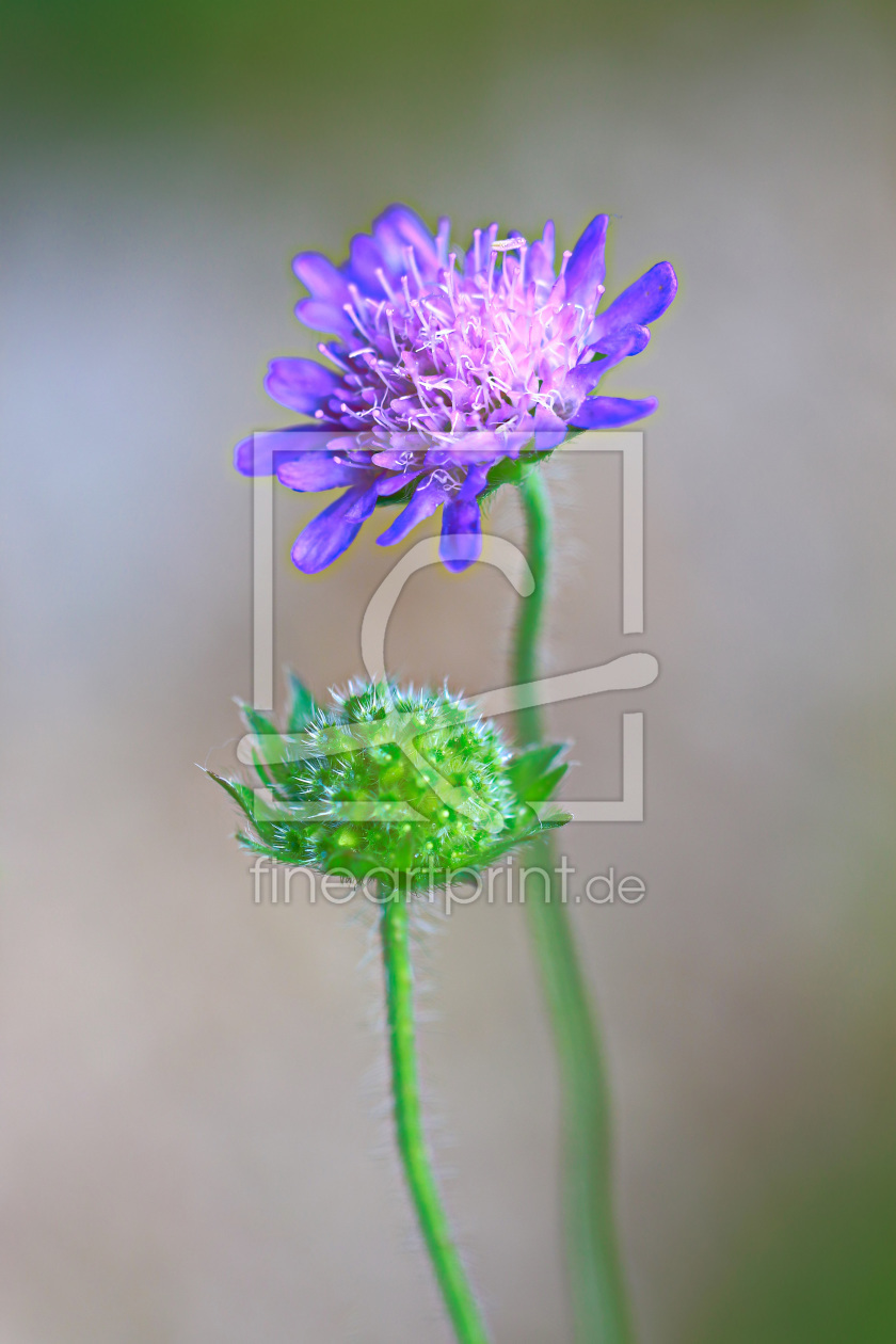 Bild-Nr.: 11539994 Scabiosenblüte und Knospe erstellt von falconer59