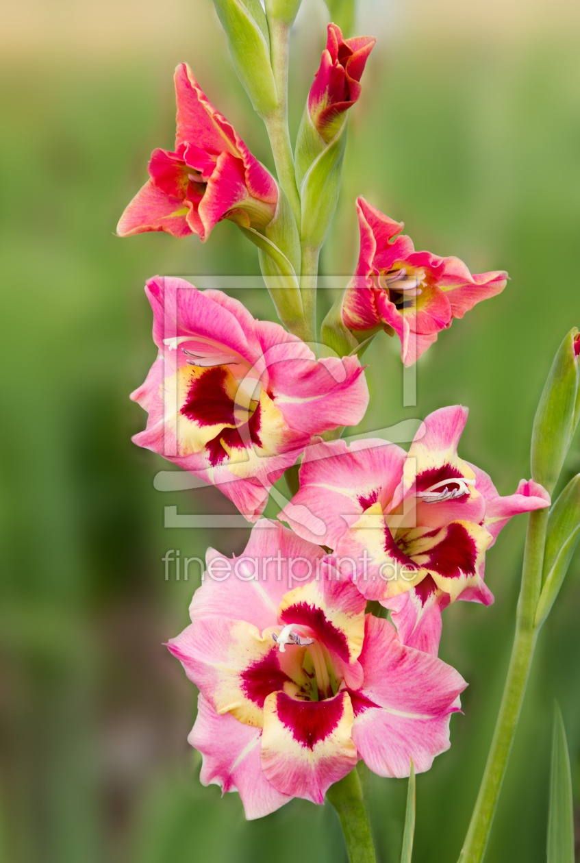 Bild-Nr.: 11540196 Gladiole dreifarbig erstellt von SusaZoom