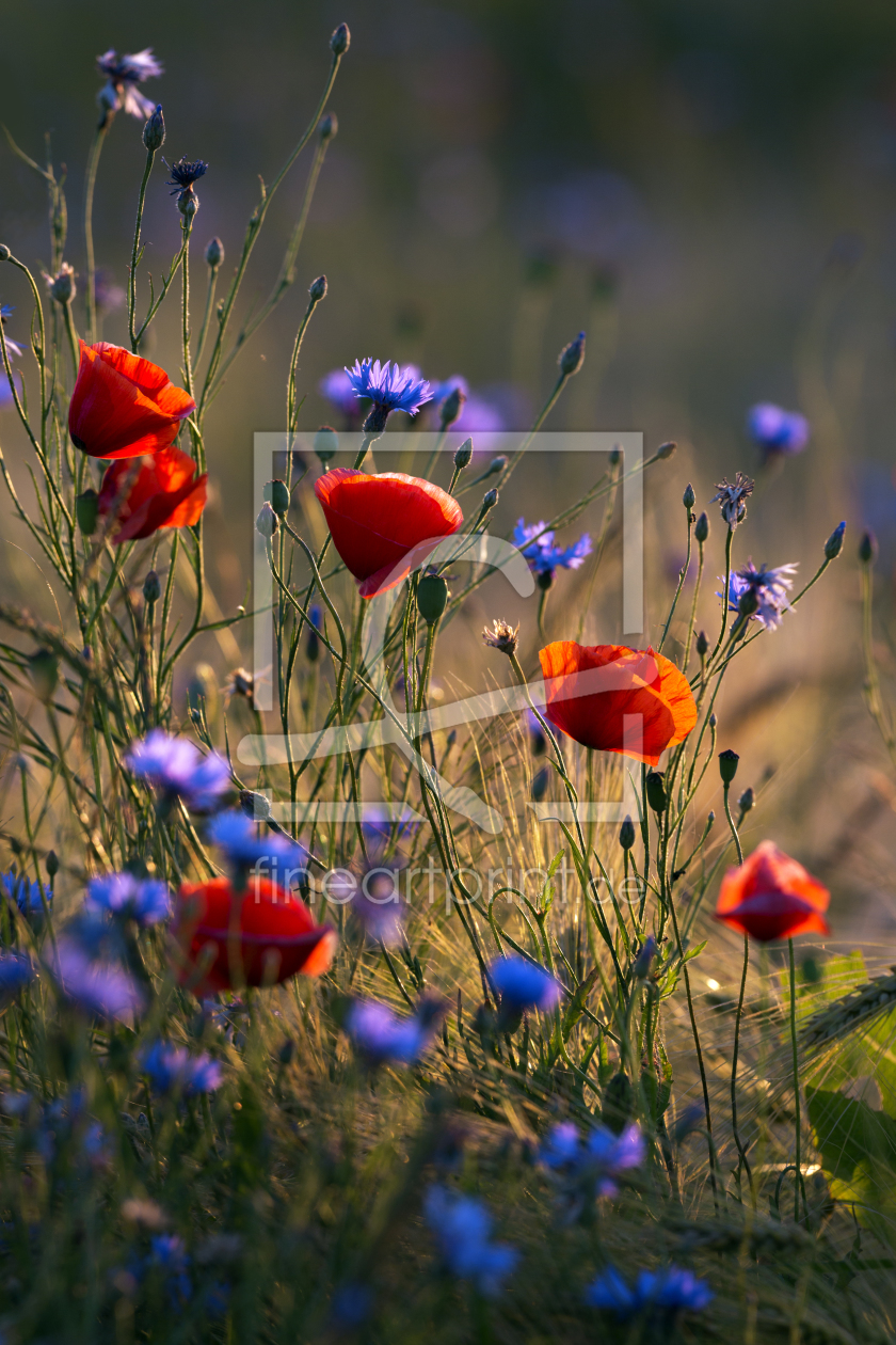 Bild-Nr.: 11540208 Poppies and cornflowers erstellt von KundenNr-294234