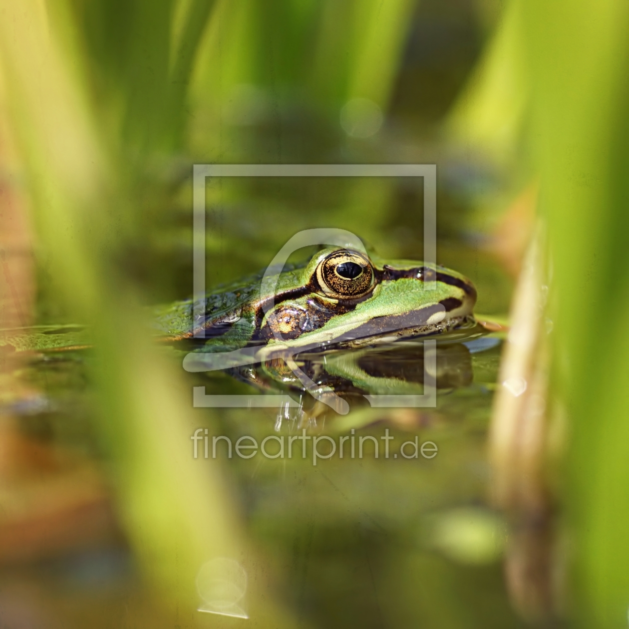 Bild-Nr.: 11540840 Frog erstellt von youhaveadream