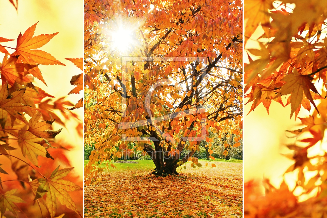 Bild-Nr.: 11540926 Goldener Herbst erstellt von SusaZoom