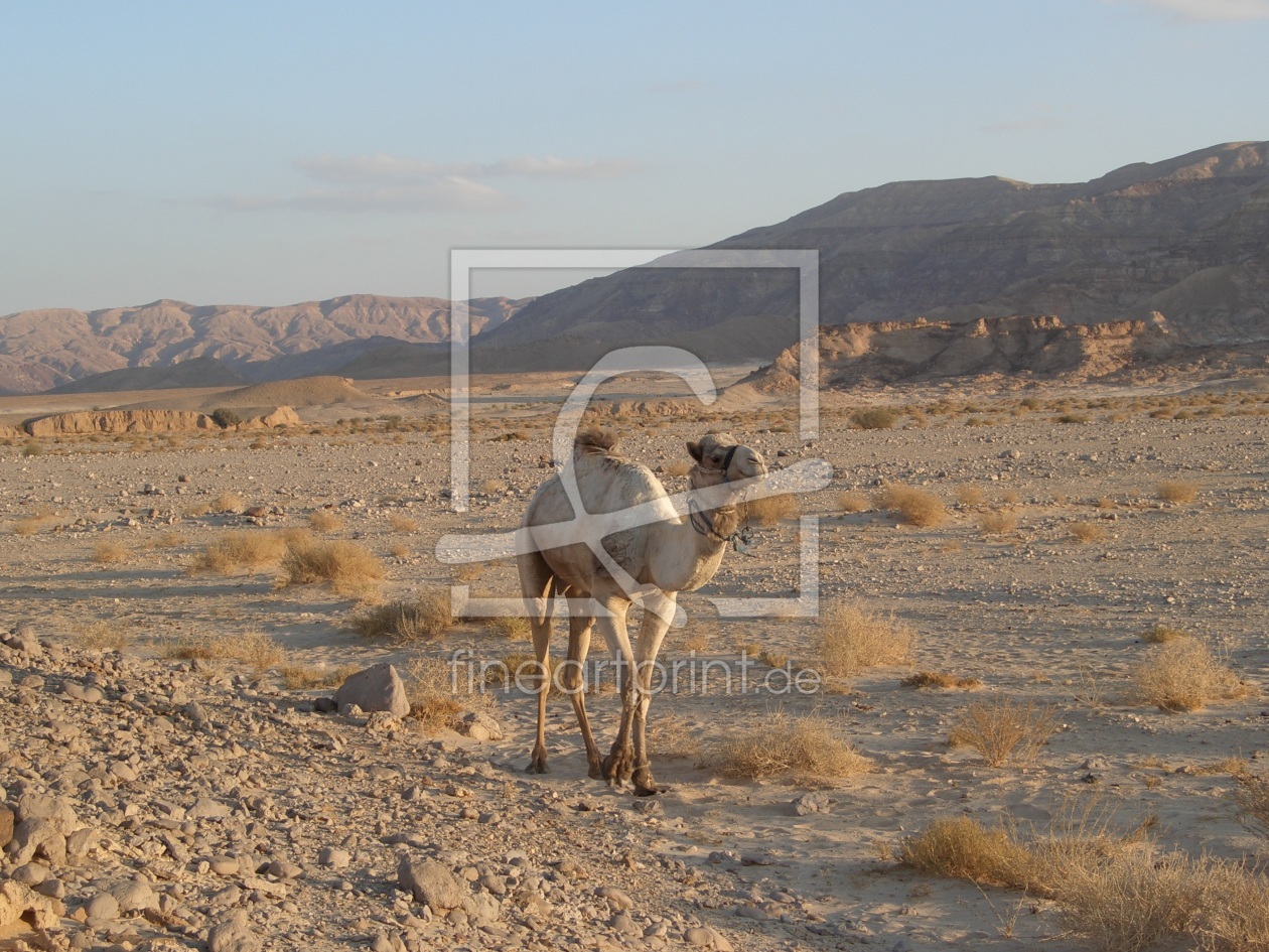 Bild-Nr.: 11541410 Arabische Schönheit erstellt von EntdeckungsReise