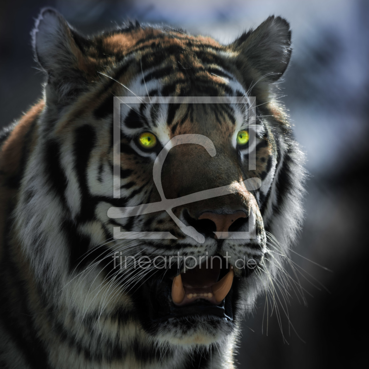 Bild-Nr.: 11541444 moonlight - tiger erstellt von Richard-Young
