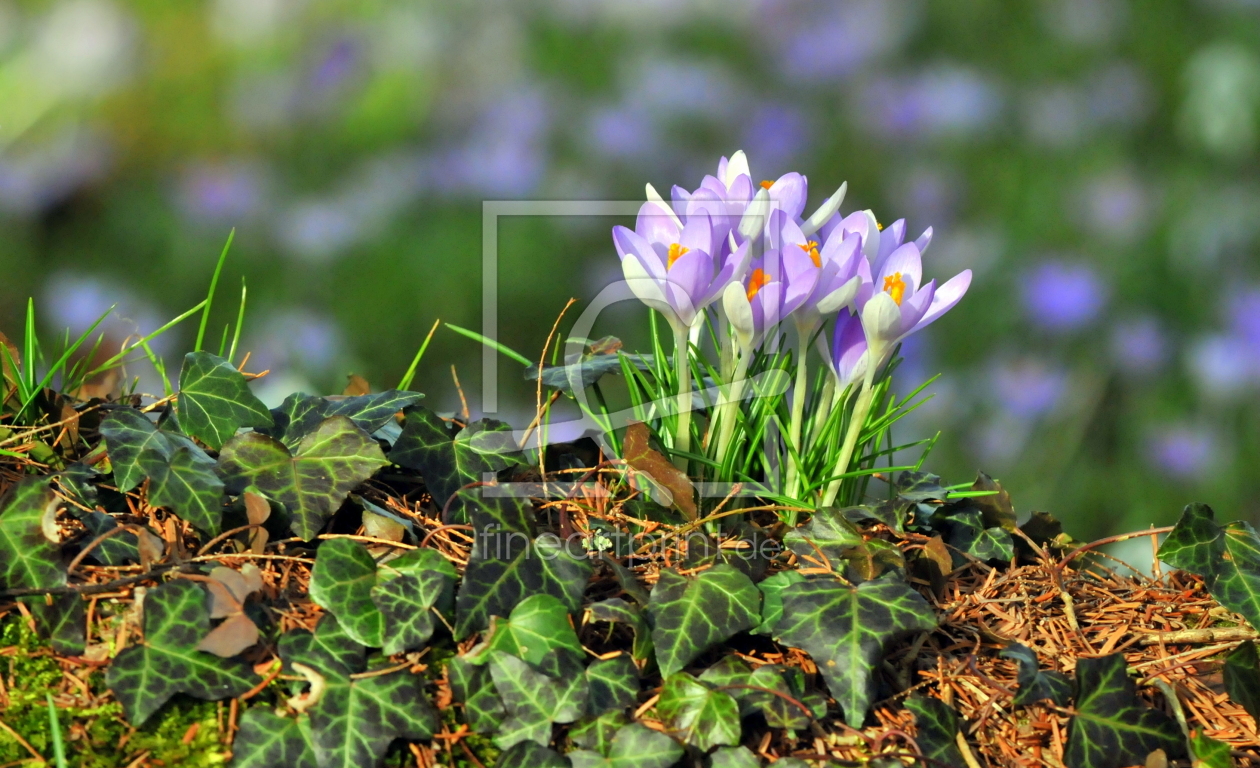 Bild-Nr.: 11541524 Frühlingsgruß erstellt von GUGIGEI