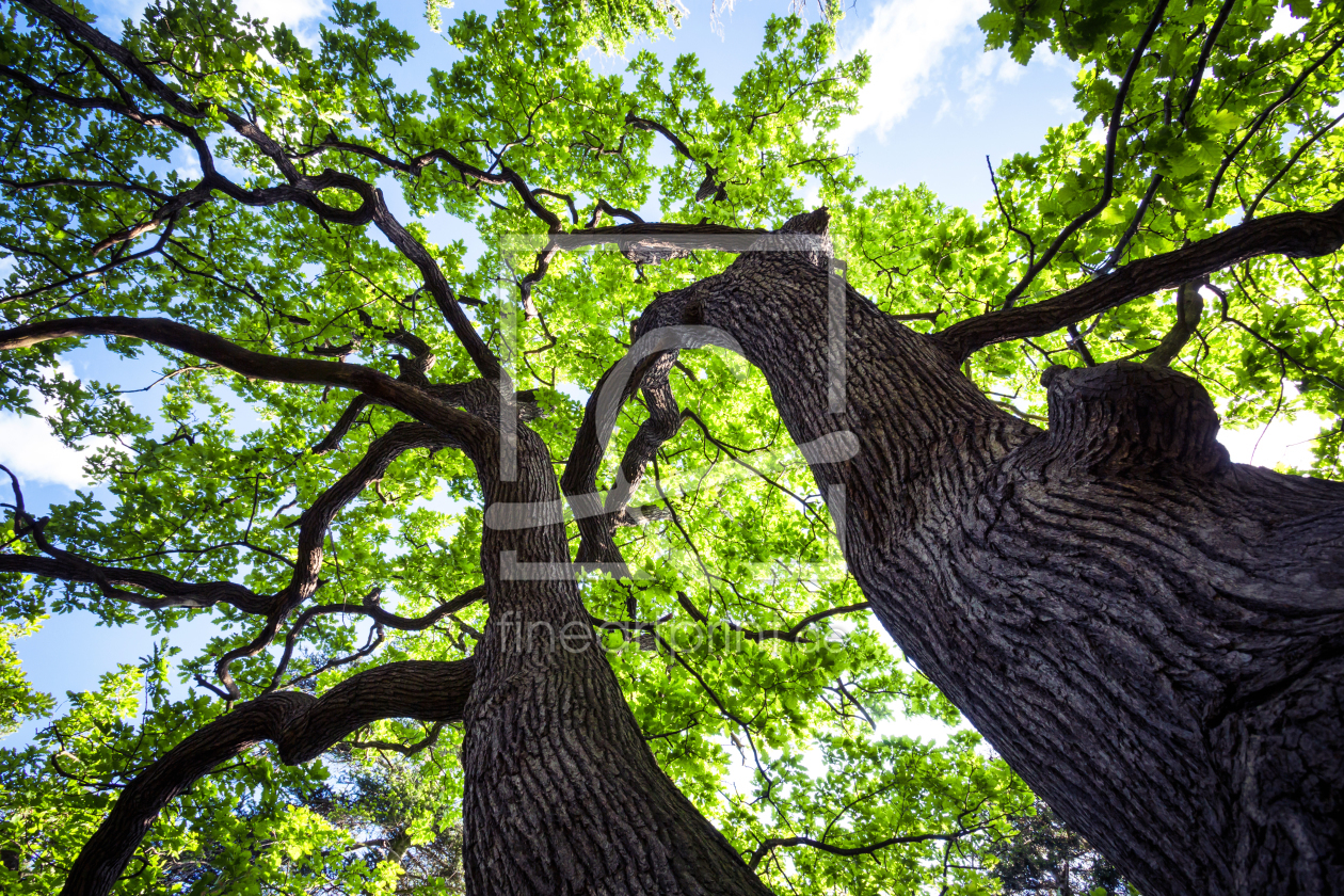 Bild-Nr.: 11541614 Stark wie ein Baum erstellt von Oliver Henze