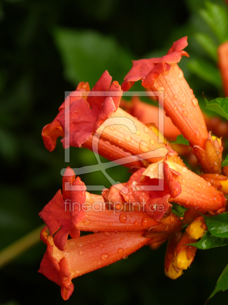 Bild-Nr.: 11541754 Campsis radicans erstellt von roebri2