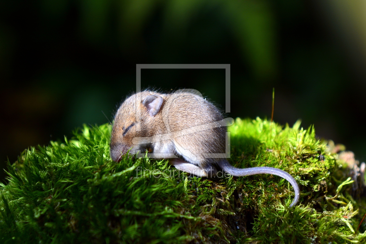 Bild-Nr.: 11542164 Mittagsschläfchen erstellt von GUGIGEI