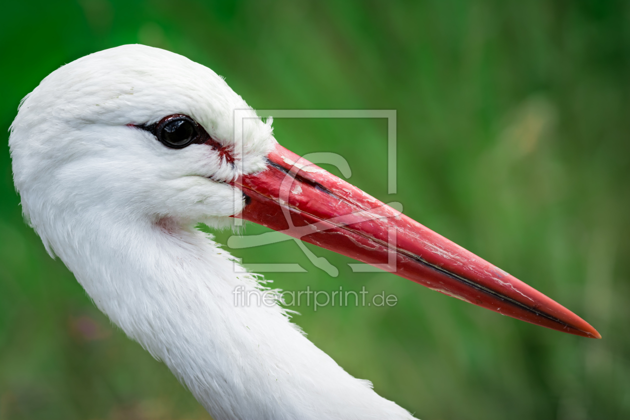 Bild-Nr.: 11542758 Weißstorch Ciconia ciconia erstellt von Richard-Young