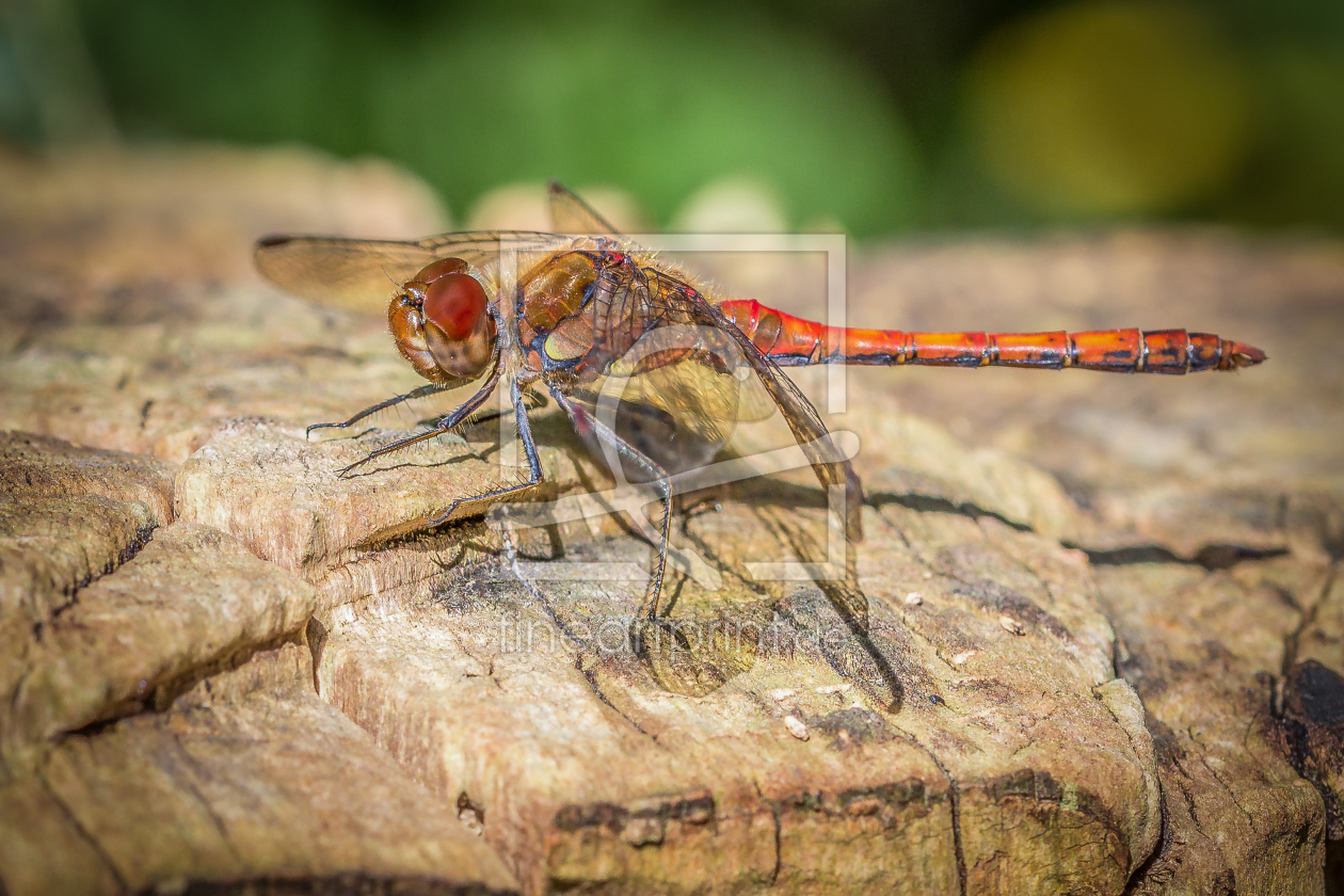 Bild-Nr.: 11543172 Libelle erstellt von Pixelhelm