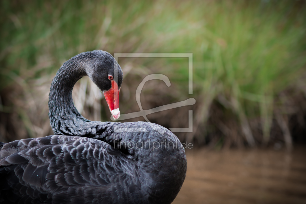 Bild-Nr.: 11543252 black swan erstellt von Richard-Young