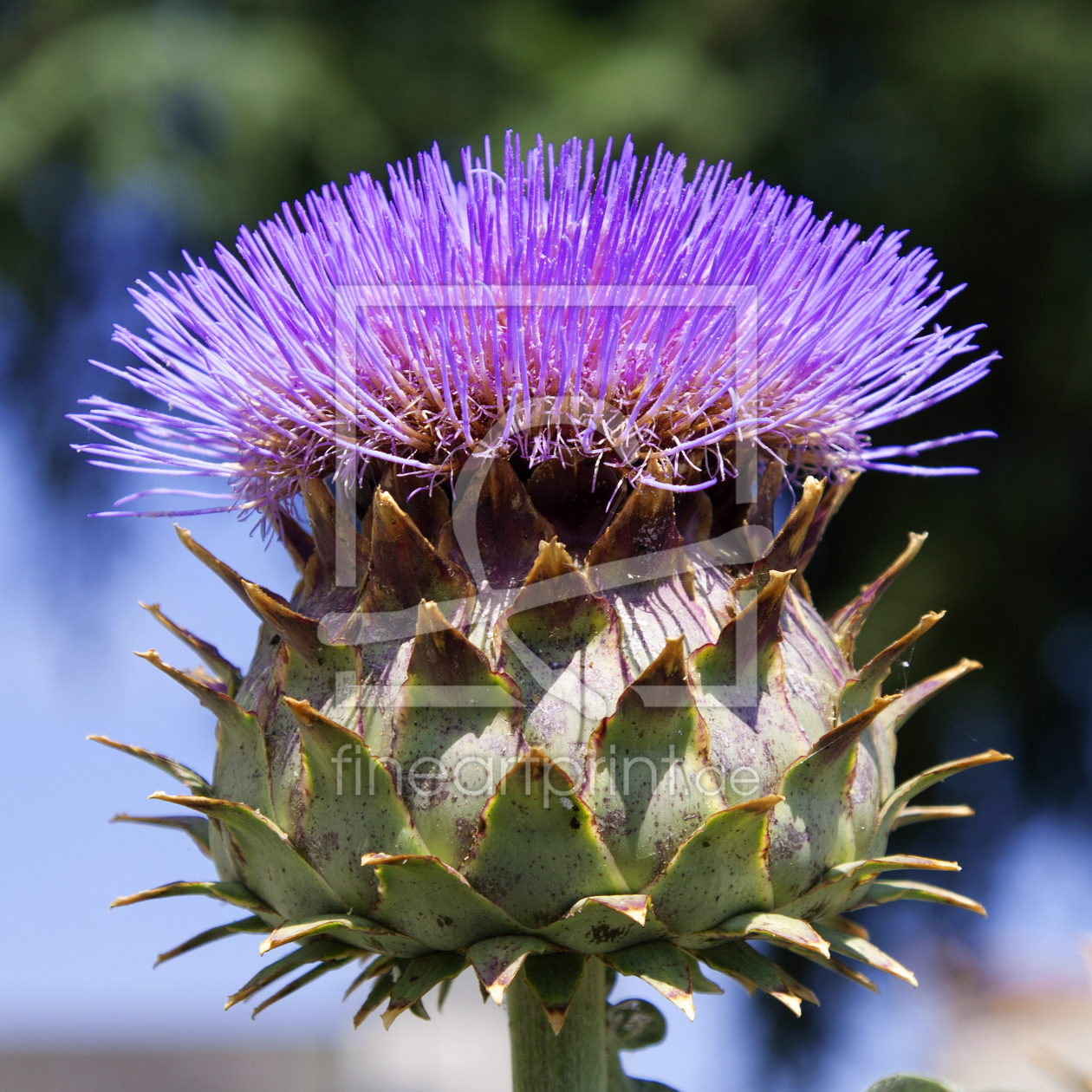 Bild-Nr.: 11543282 Artischockenblüte erstellt von TinaJuli24