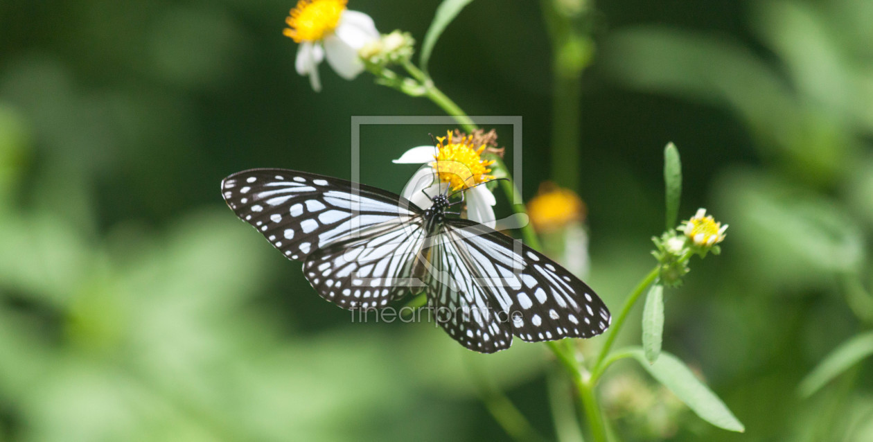 Bild-Nr.: 11543476 Thai- Schmetterling erstellt von GoldeneRose