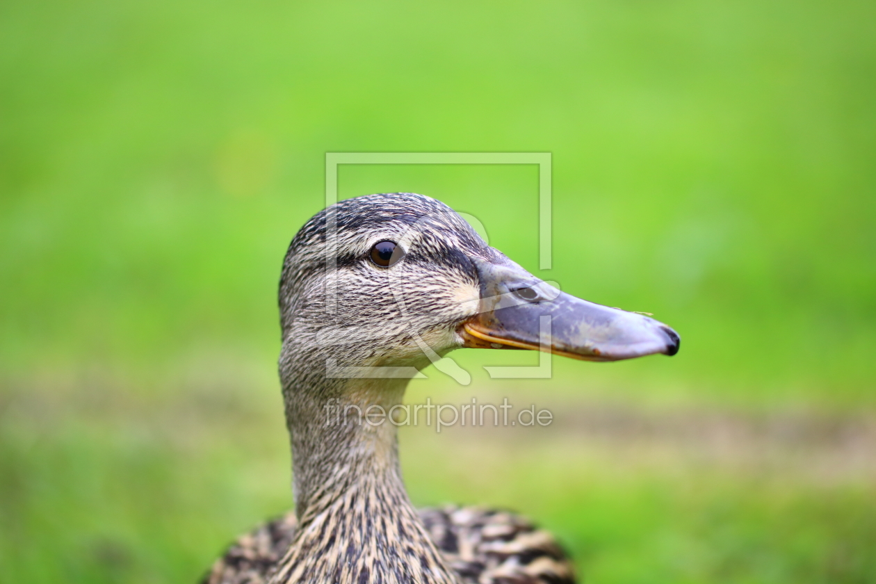 Bild-Nr.: 11543494 Ente erstellt von Anjavanzijl