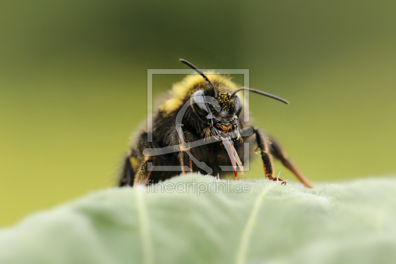 Bild-Nr.: 11543602 Flora und Fauna erstellt von Heike Hultsch