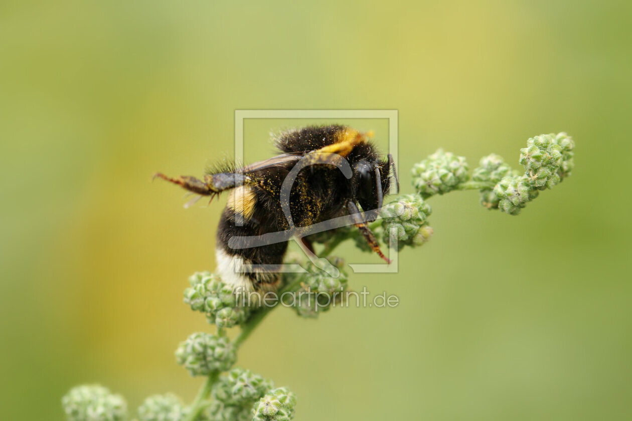 Bild-Nr.: 11543604 Flora und Fauna erstellt von Heike Hultsch