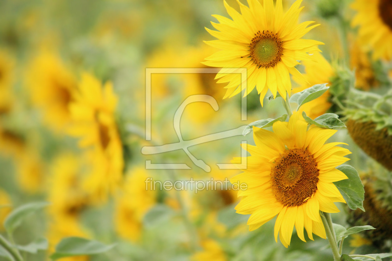 Bild-Nr.: 11543606 Sonnenblume erstellt von Heike Hultsch