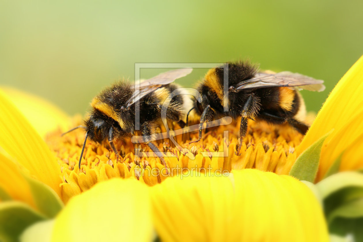 Bild-Nr.: 11543614 Sommer erstellt von Heike Hultsch