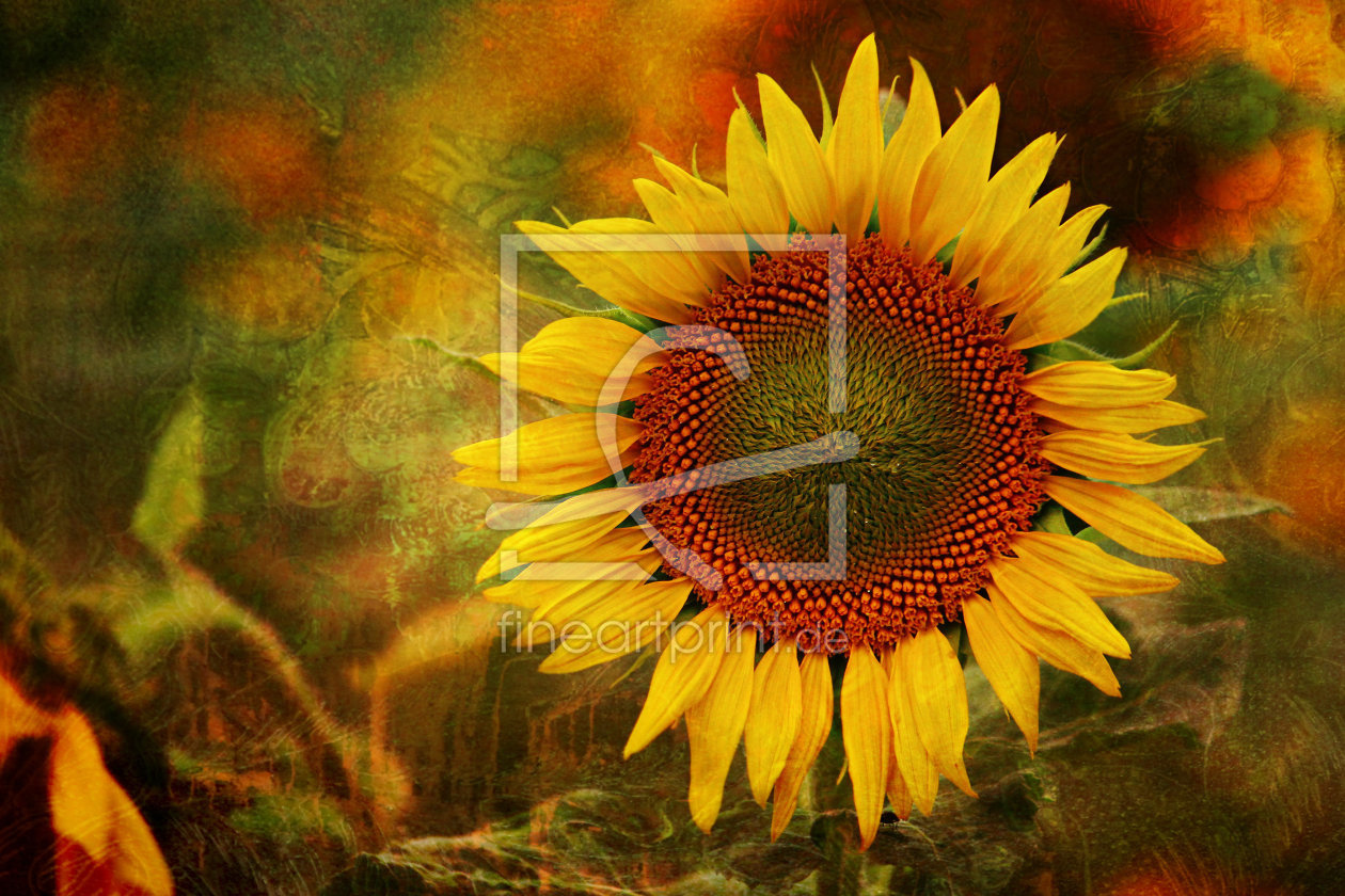 Bild-Nr.: 11543882 Sonnenblumenstilllieben erstellt von Heike Hultsch