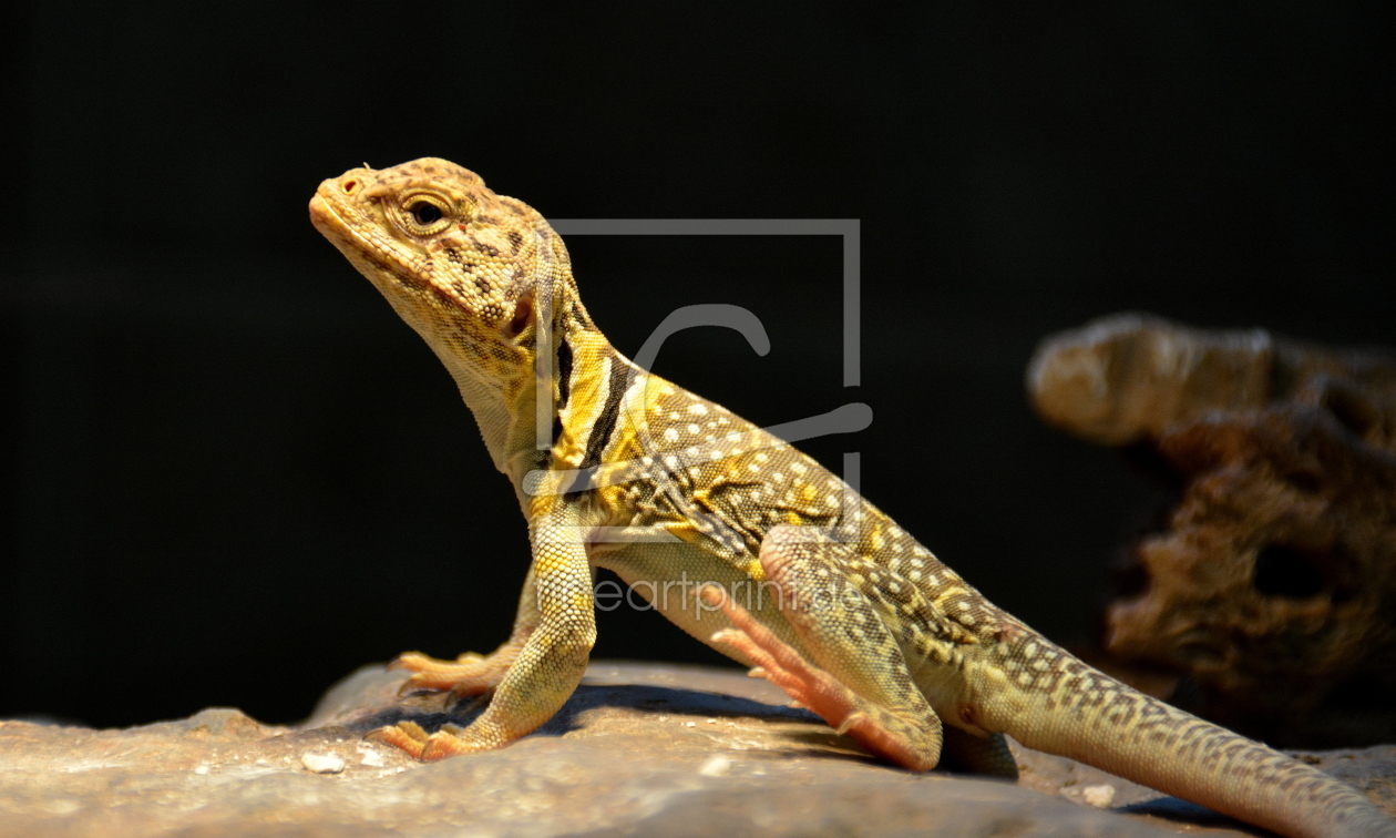 Bild-Nr.: 11543906 Halsbandleguan erstellt von GUGIGEI