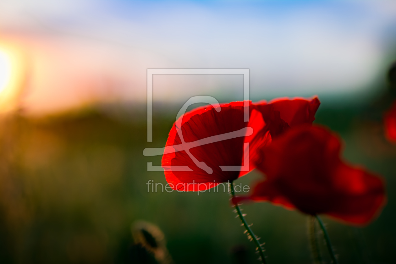 Bild-Nr.: 11543922 Sommerabend mit Mohn erstellt von Richard-Young