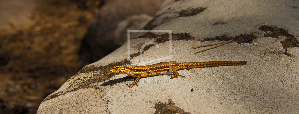 Bild-Nr.: 11544058 Salamander erstellt von rijo