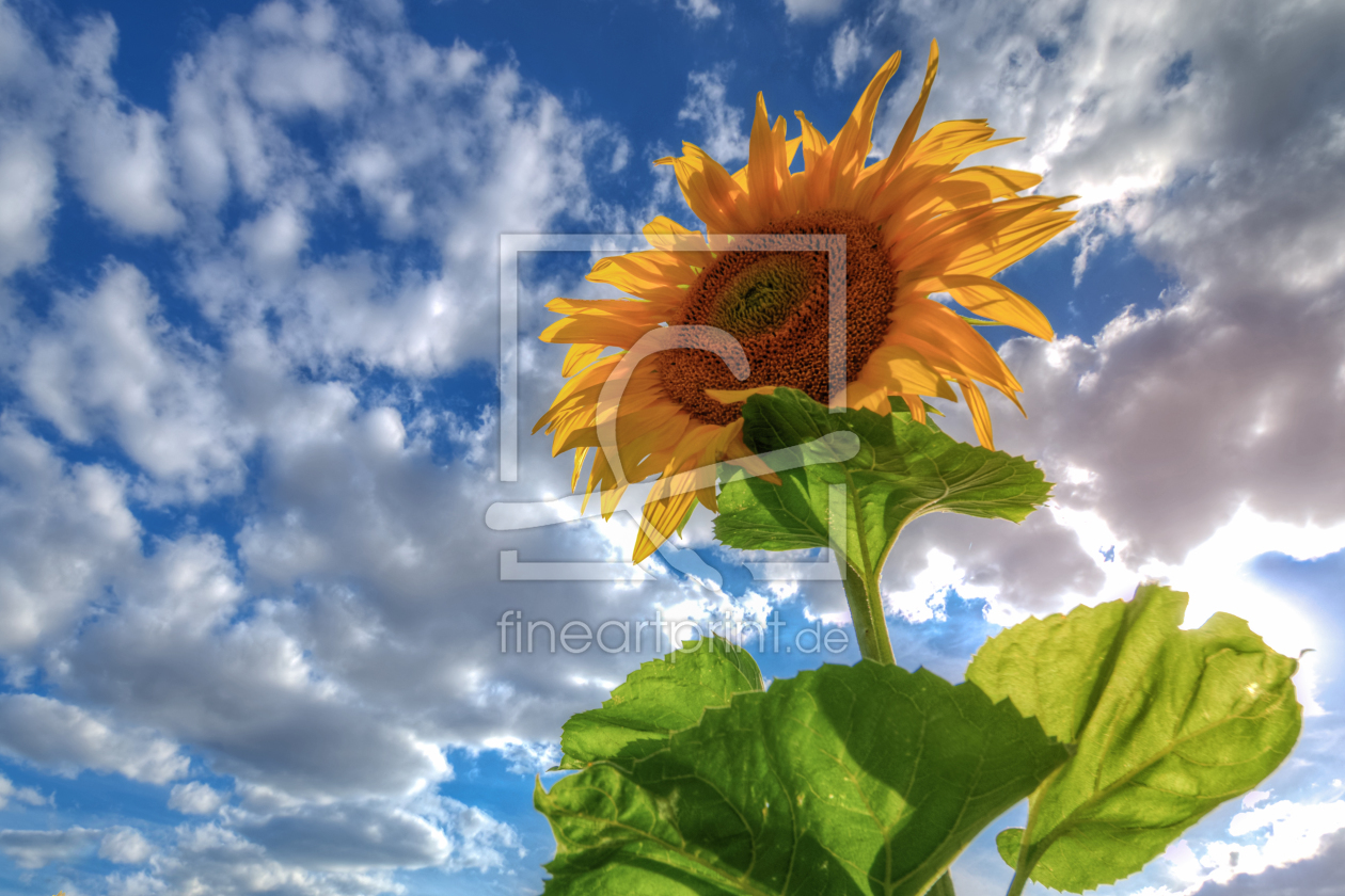 Bild-Nr.: 11544192 Sonnenblumen Bild-Nr.: 11544192 Sonnenblumen erstellt von Steffen Gierok