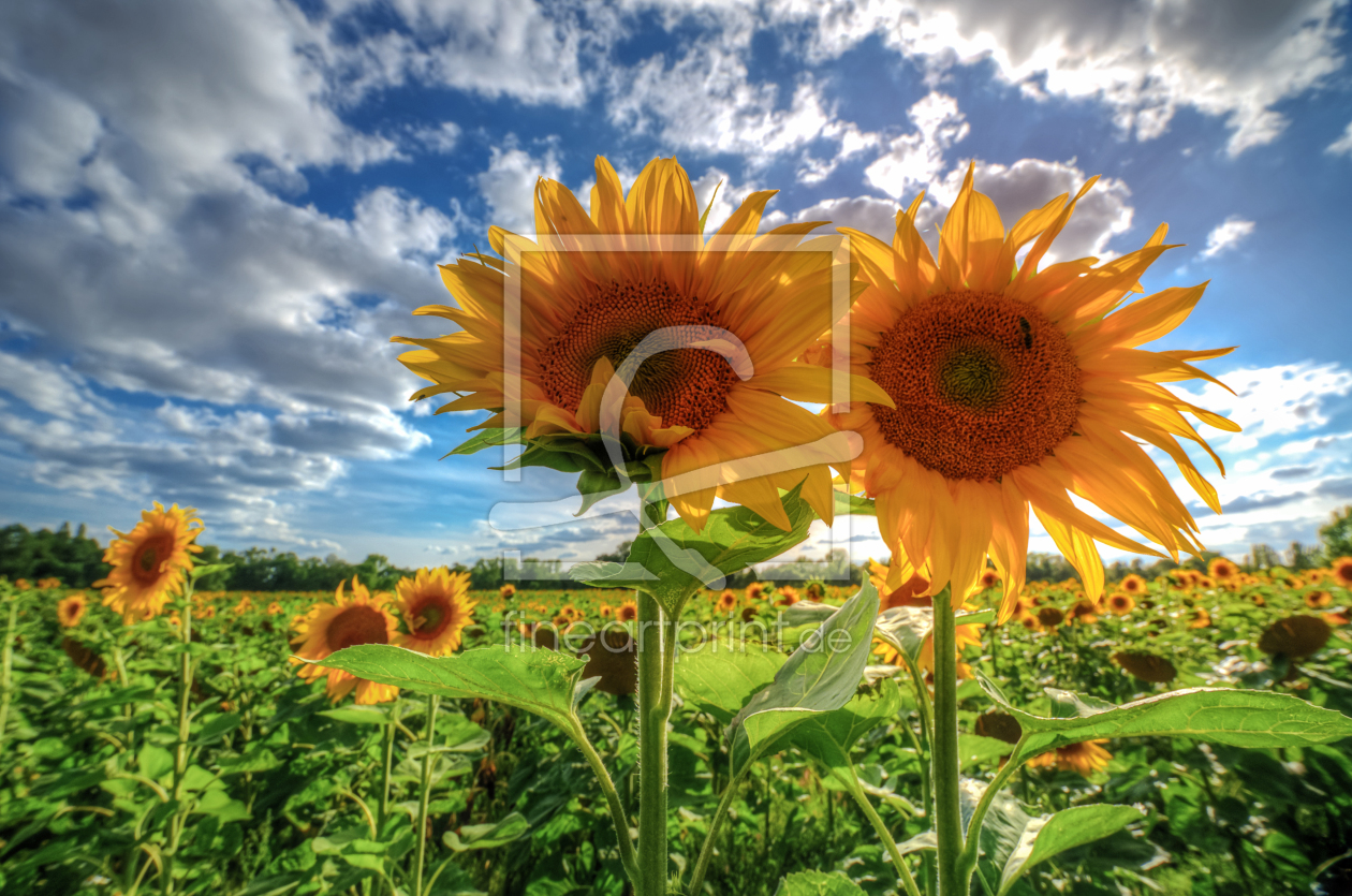 Bild-Nr.: 11544194 Sonnenblumen erstellt von Steffen Gierok