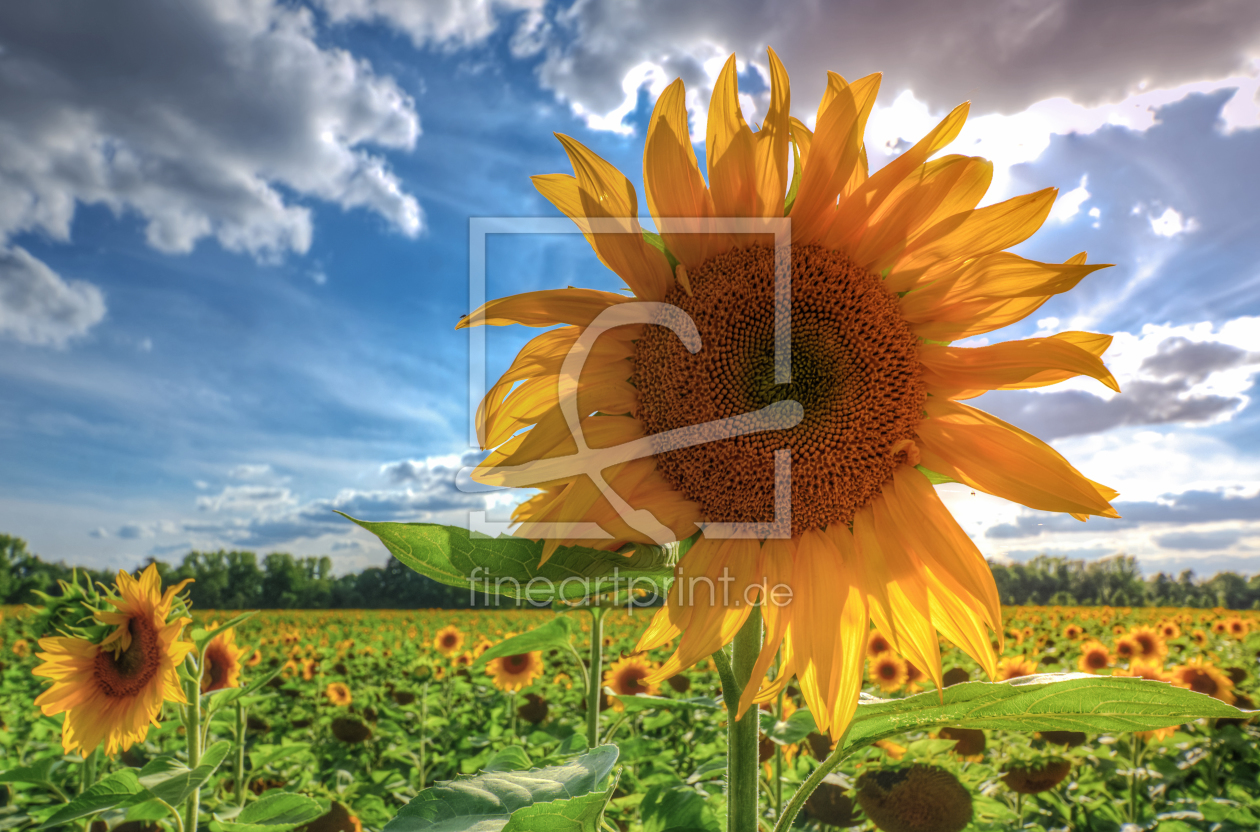 Bild-Nr.: 11544196 Sonnenblumen erstellt von Steffen Gierok