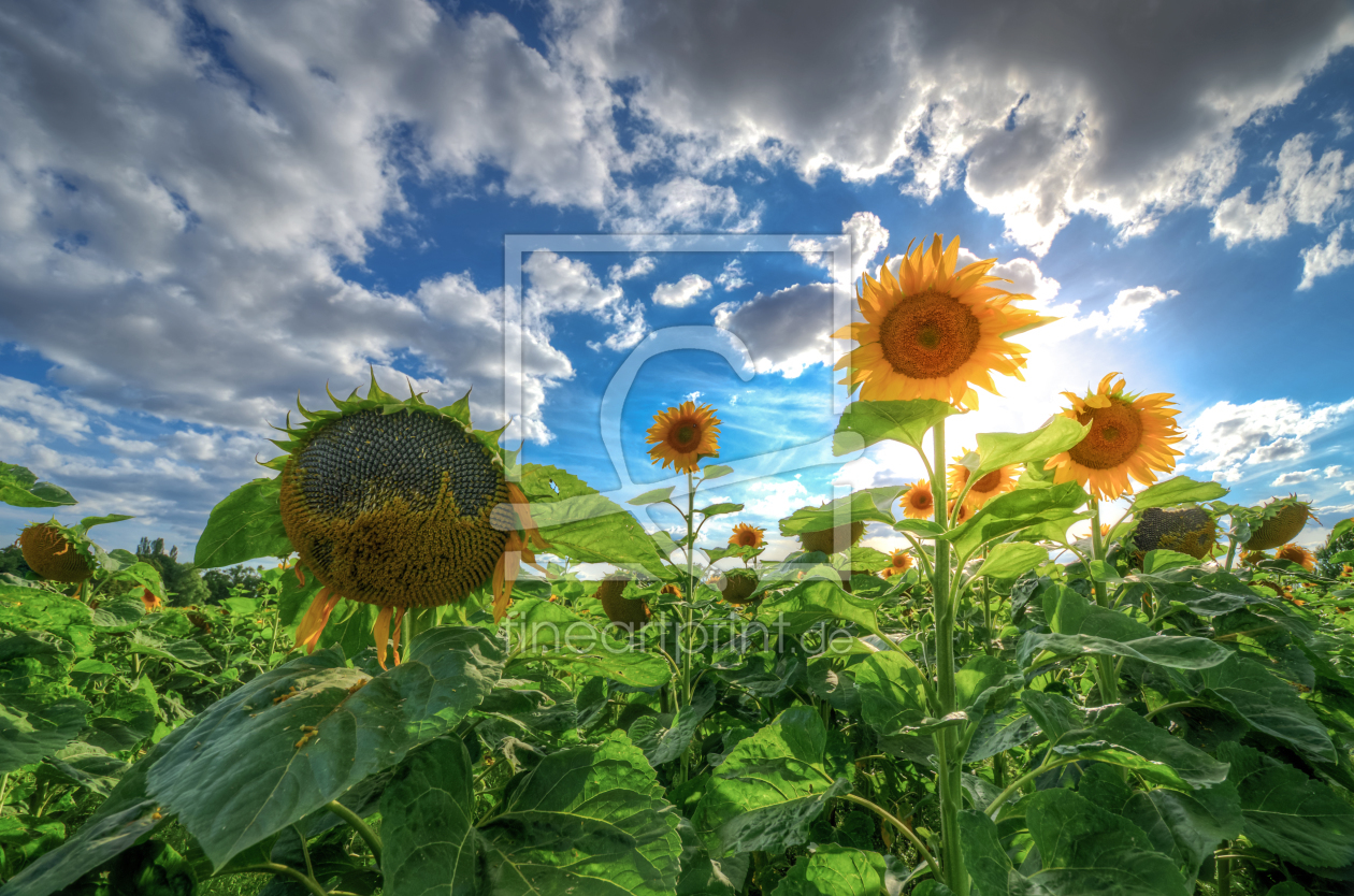 Bild-Nr.: 11544198 Sonnenblumen erstellt von Steffen Gierok
