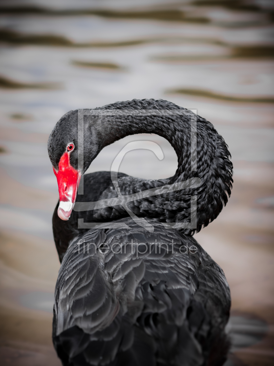 Bild-Nr.: 11544336 black swan erstellt von Richard-Young