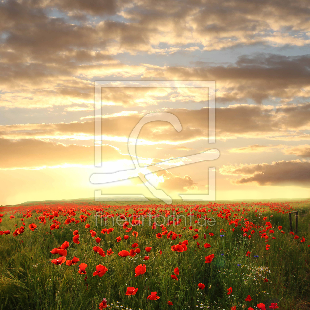 Bild-Nr.: 11544528 Mohnwiese bei Sonnenuntergang erstellt von SusaZoom