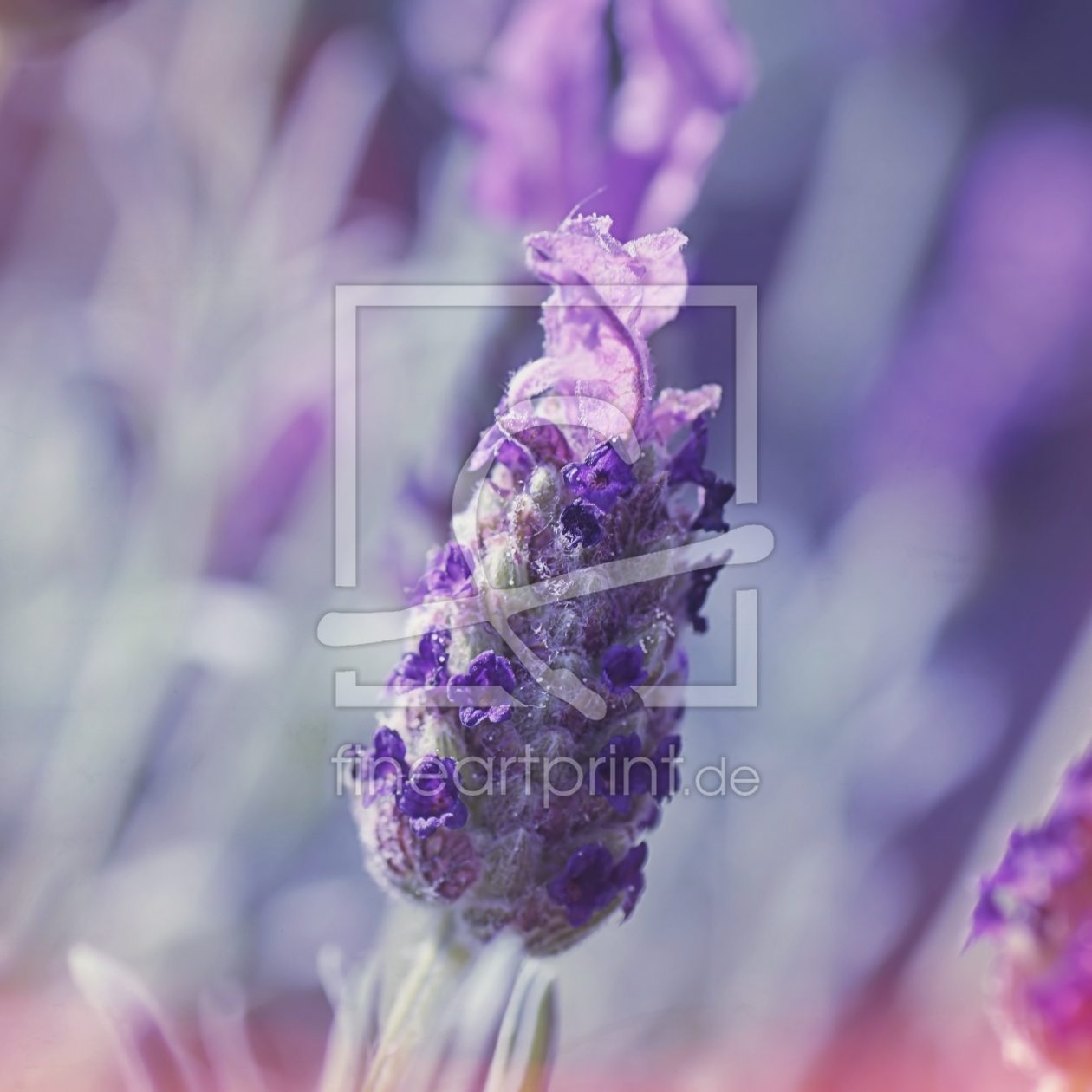 Bild-Nr.: 11544570 Lavendel erstellt von youhaveadream