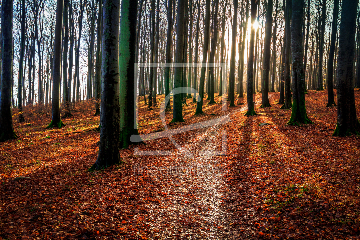 Bild-Nr.: 11544722 Wald im Nationalpark erstellt von Jens-Gottschalk