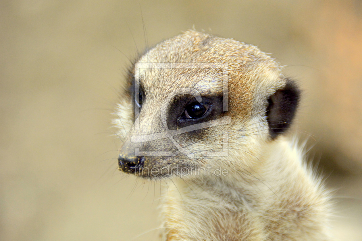 Bild-Nr.: 11544840 Erdmännchen erstellt von GUGIGEI