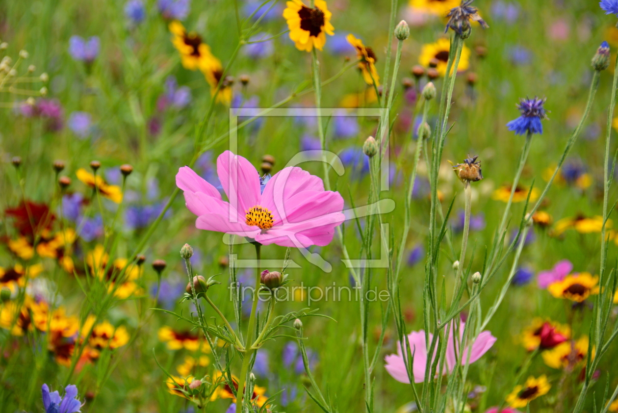 Bild-Nr.: 11544872 Sommerblumen erstellt von GUGIGEI